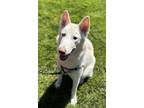 Adopt Couscous a Siberian Husky / Mixed dog in Vancouver, WA (41294895)