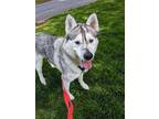 Adopt Rose a Siberian Husky / Mixed dog in Vancouver, WA (41249524)