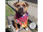 Adopt Tanzanite a Brown/Chocolate Mixed Breed (Large) / Mixed dog in Menands