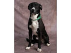 Adopt Gary a Black Labrador Retriever / Mixed dog in Clinton, IA (41318004)