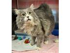 Adopt Michu a Gray or Blue Domestic Longhair / Domestic Shorthair / Mixed cat in