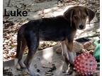 Adopt Luke #7 a Tan/Yellow/Fawn Beagle / Mixed Breed (Medium) / Mixed (short