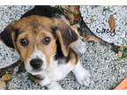 Adopt Lacy #3 a White Beagle / Mixed Breed (Medium) / Mixed (short coat) dog in