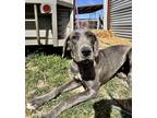 Adopt Shenandoah a Gray/Blue/Silver/Salt & Pepper Great Dane / Mixed dog in