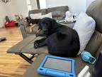 Adopt Bandit a Black Labrador Retriever / Mixed dog in Bentonville