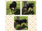 Adopt VIRGIL a Black - with Tan, Yellow or Fawn Shepherd (Unknown Type) / Mixed