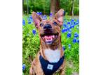 Adopt Scrappy Doo a Brindle Beagle / Mixed Breed (Medium) / Mixed dog in