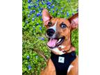 Adopt Scooby Doo a Brown/Chocolate - with White Beagle / Mixed Breed (Medium) /