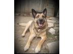 Adopt Fido (New Digs) a Brown/Chocolate - with Black German Shepherd Dog / Mixed