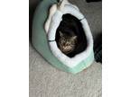Adopt Tuna a Brown Tabby Domestic Shorthair / Mixed (short coat) cat in