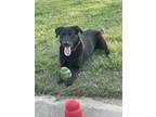 Adopt Franklin a Black Retriever (Unknown Type) / Mixed dog in Beaumont