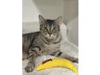 Adopt Luna a Spotted Tabby/Leopard Spotted Domestic Shorthair cat in San Leon