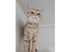Adopt Queso a Spotted Tabby/Leopard Spotted Domestic Shorthair / Mixed cat in