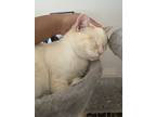 Adopt Rani a White Siamese / Mixed (short coat) cat in San Diego, CA (41317826)