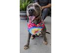 Adopt Matilda a Merle American Pit Bull Terrier / Mixed Breed (Medium) / Mixed