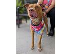 Adopt Gino a Tan/Yellow/Fawn Retriever (Unknown Type) / Mixed dog in Gulfport