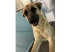 Adopt Boba Tea a Brown/Chocolate Shepherd (Unknown Type) / Mixed dog in