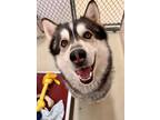 Adopt ZUEL a Merle Husky / Mixed Breed (Medium) / Mixed (short coat) dog in