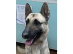 Adopt Rover a Tan/Yellow/Fawn German Shepherd Dog / Mixed dog in Madera