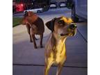 Adopt Mamacita a Tricolor (Tan/Brown & Black & White) Mutt / Mixed dog in San