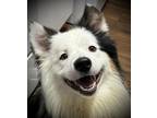 Adopt Pete a Black - with White Border Collie / Mixed dog in Boise
