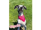 Adopt Gracie a Black Great Dane / Mixed dog in Louisville, OH (41315636)