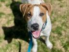 Adopt Toby a Red/Golden/Orange/Chestnut Foxhound / Mixed dog in Boulder
