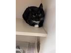 Adopt Jimm a All Black Domestic Shorthair / Domestic Shorthair / Mixed cat in