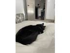 Adopt Luka a Black & White or Tuxedo Domestic Longhair / Mixed (long coat) cat