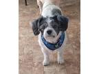 Adopt Whimsey. ADOPTED a White - with Gray or Silver Lhasa Apso / Mixed dog in