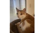 Adopt Lloyd a Orange or Red Tabby Domestic Shorthair / Mixed (short coat) cat in