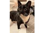 Adopt Judy Garland a Black & White or Tuxedo Domestic Shorthair (short coat) cat