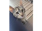 Adopt Annie or Kitty a Brown or Chocolate Tabby / Mixed (short coat) cat in