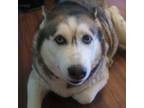 Adopt Aria a White - with Black Husky / Mixed dog in Fresno, CA (41317684)