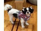 Adopt Darla a White - with Black Shih Tzu / Mixed dog in Cherry Hill