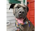 Adopt Darby O'Gill - AVAILABLE a Pit Bull Terrier dog in Seattle, WA (38830197)