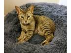 Adopt Frankie Preston a Brown Tabby Domestic Shorthair (short coat) cat in