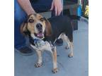 Adopt Negan a Tricolor (Tan/Brown & Black & White) Beagle / Mixed dog in