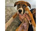 Adopt Barnaby a Mixed Breed (Medium) / Mixed dog in Rancho Santa Fe
