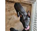 Adopt Dice a Mixed Breed (Medium) / Mixed dog in Rancho Santa Fe, CA (41316445)