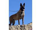 Adopt Haru a Brown/Chocolate - with White Belgian Malinois / Mixed dog in