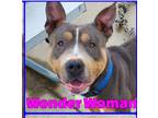 Adopt Wonder Woman a Gray/Silver/Salt & Pepper - with White Bull Terrier / Mixed