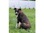 Adopt Bellissima Buttercup a Brindle Boxer / Mixed dog in Huntingtown