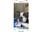 Adopt Bailee a White American Staffordshire Terrier / Mixed dog in Atlanta