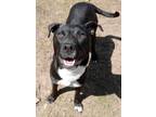 Adopt Badger a Black American Pit Bull Terrier / Mixed Breed (Medium) / Mixed