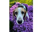 Adopt George - Available In Foster a White Beagle / Mixed Breed (Medium) / Mixed