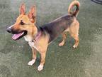 Adopt Shangela a Tan/Yellow/Fawn German Shepherd Dog / Mixed Breed (Medium) /