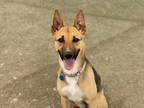 Adopt Shangela a Tan/Yellow/Fawn German Shepherd Dog / Mixed dog in Phoenix