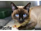 Adopt Rucifie a Domestic Shorthair / Mixed (short coat) cat in Fort mill