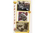Adopt Catfish a Gray or Blue (Mostly) Maine Coon (medium coat) cat in